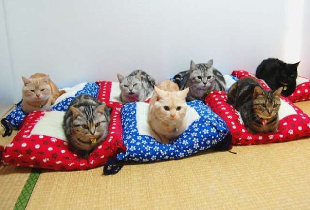 ガルちゃん猫カフェ☆３号店オープンしました♪ 
