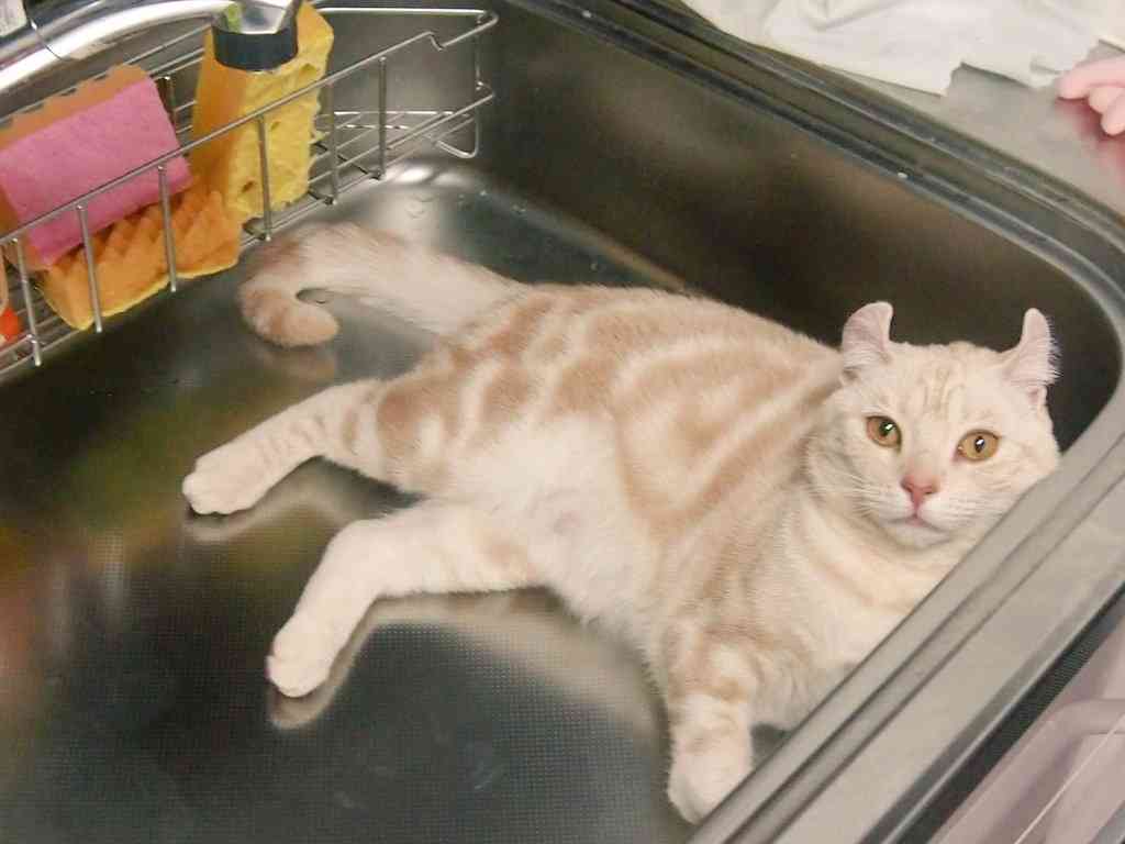 ガルちゃん猫カフェ☆３号店オープンしました♪ 
