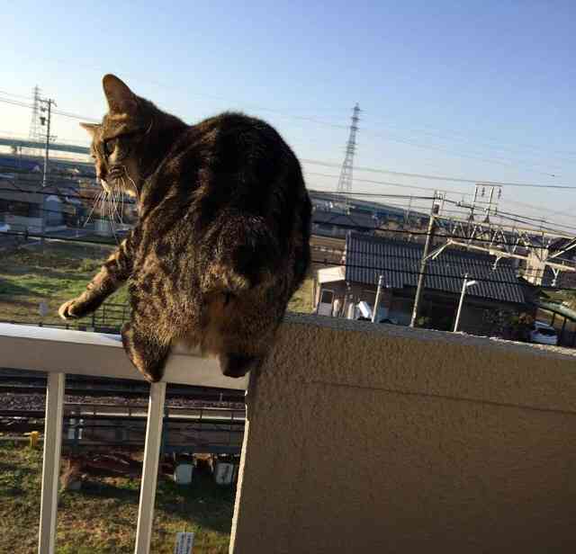 ガルちゃん猫カフェ☆３号店オープンしました♪ 