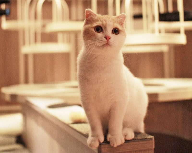 ガルちゃん猫カフェ☆３号店オープンしました♪ 