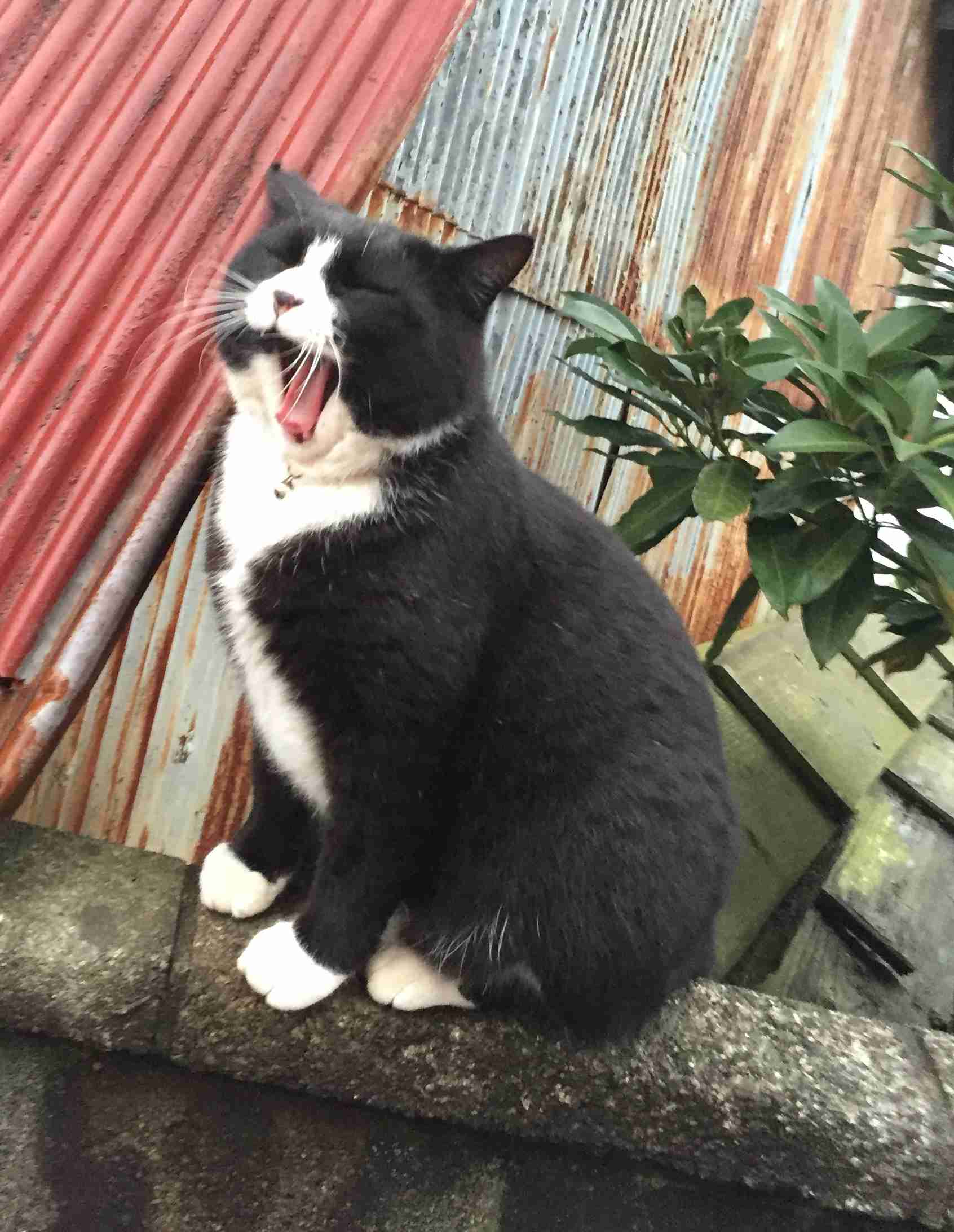 ガルちゃん猫カフェ☆３号店オープンしました♪ 