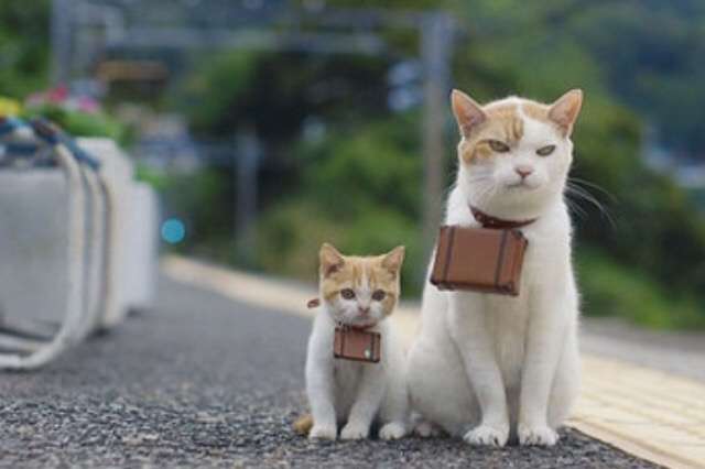 ガルちゃん猫カフェ☆３号店オープンしました♪ 