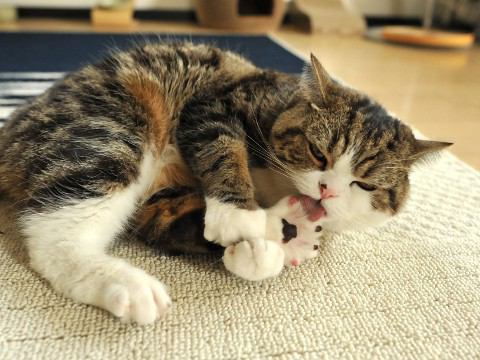 ガルちゃん猫カフェ☆３号店オープンしました♪ 