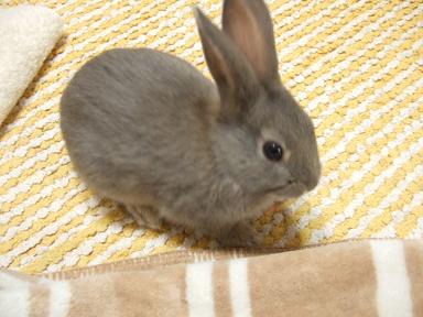 都会と田舎、どっちに住みたいですか?