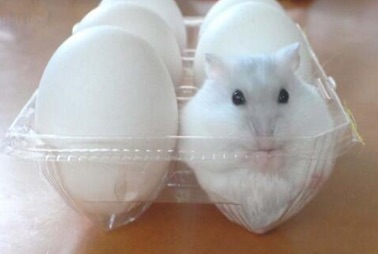 真っ〇な画像を貼るトピ