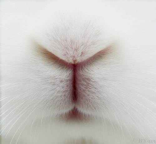 真っ〇な画像を貼るトピ