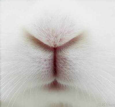 真っ〇な画像を貼るトピ