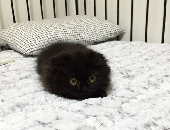 真っ〇な画像を貼るトピ