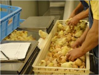 やった事のある仕事に＋を押すトピ