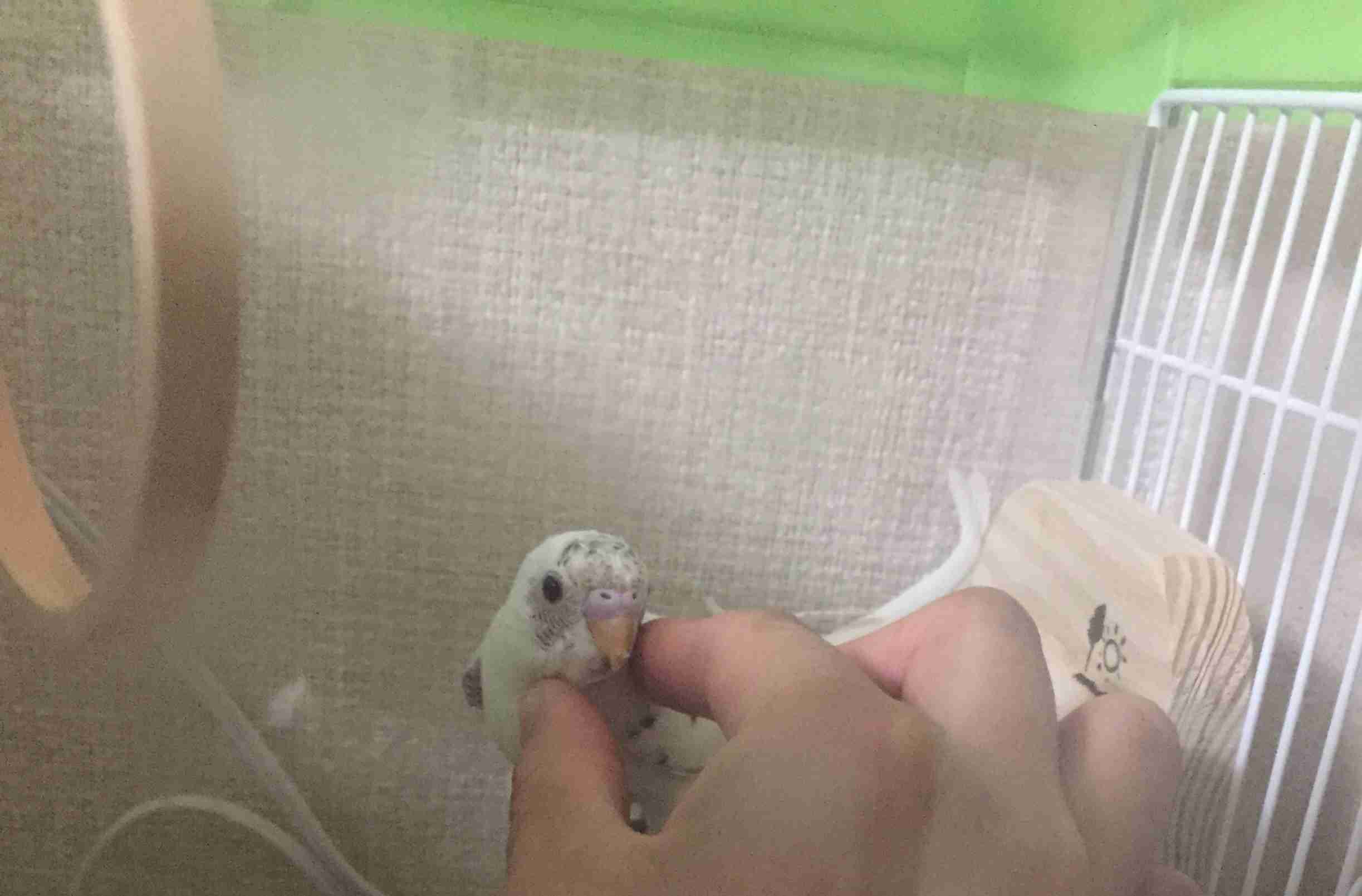 セキセイインコ飼ってる方！