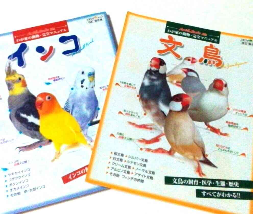 セキセイインコ飼ってる方！