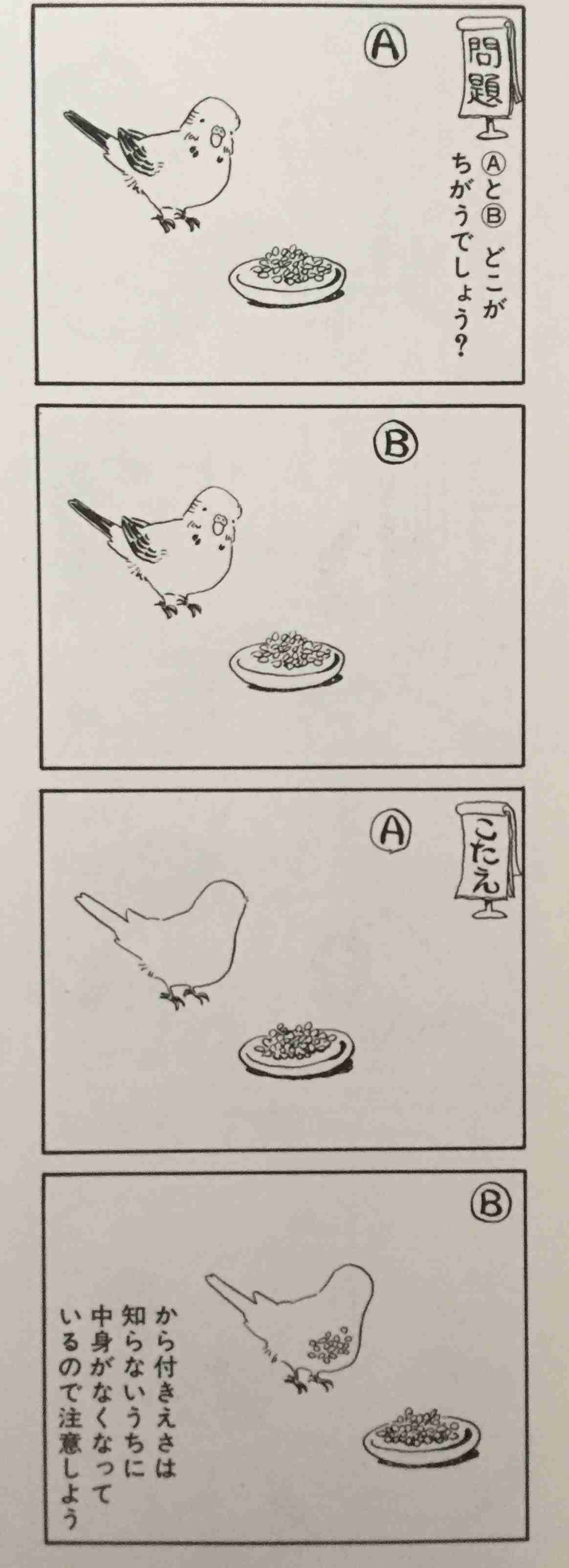 セキセイインコ飼ってる方！