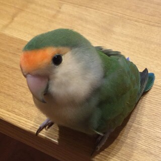 セキセイインコ飼ってる方！