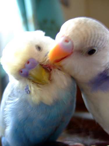 セキセイインコ飼ってる方！