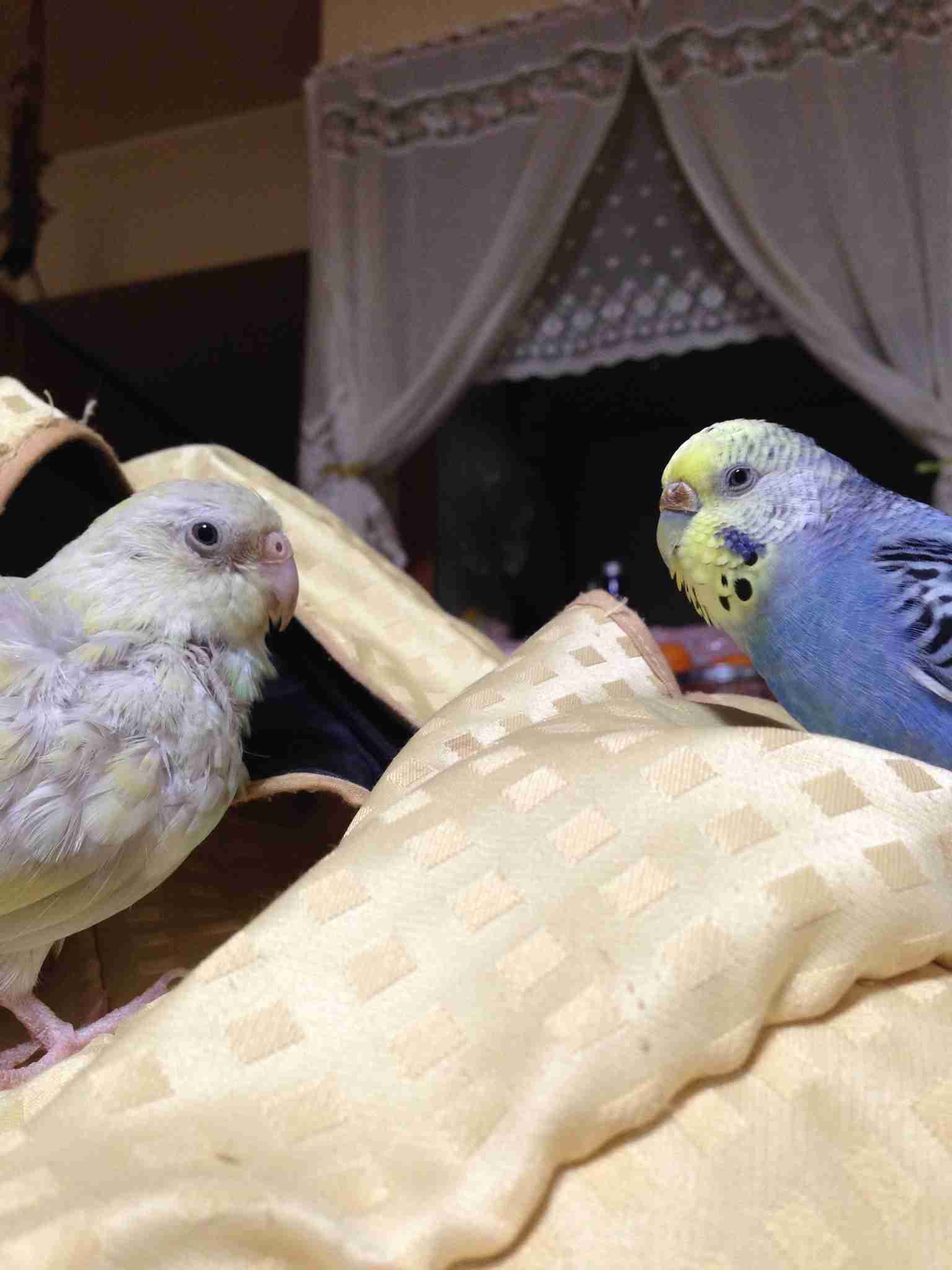 セキセイインコ飼ってる方！