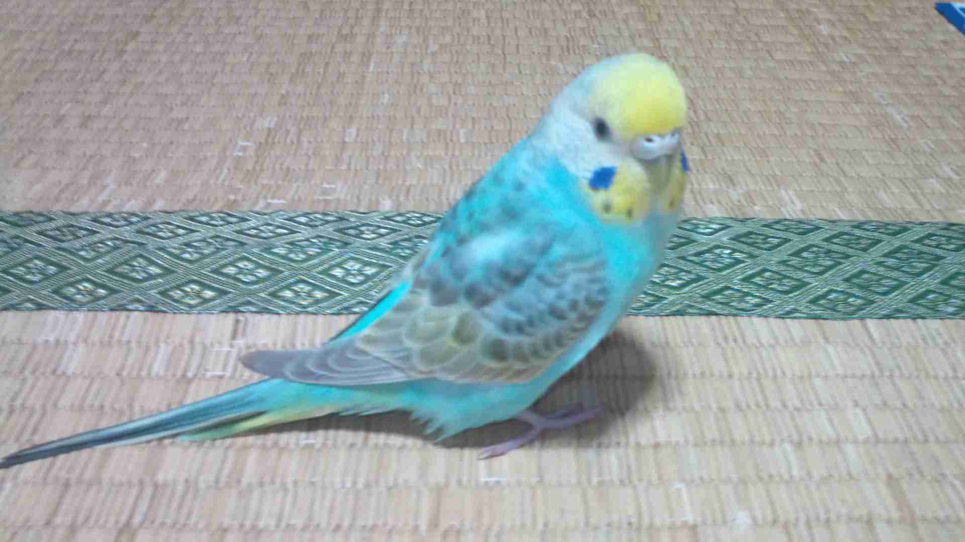 セキセイインコ飼ってる方！