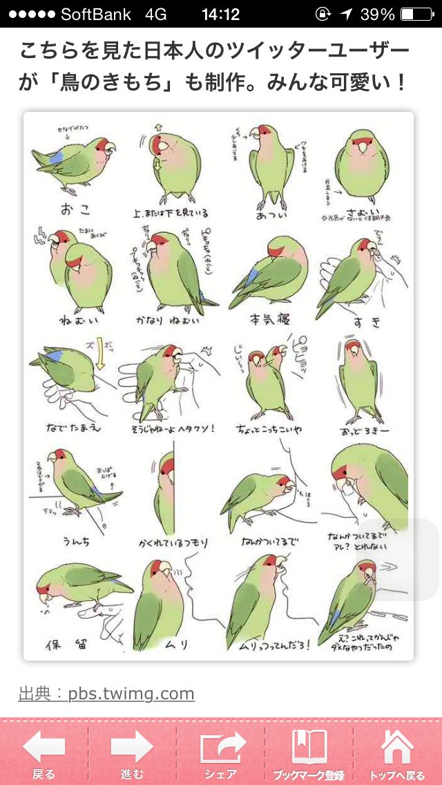 セキセイインコ飼ってる方！