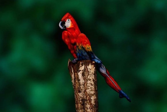 セキセイインコ飼ってる方！