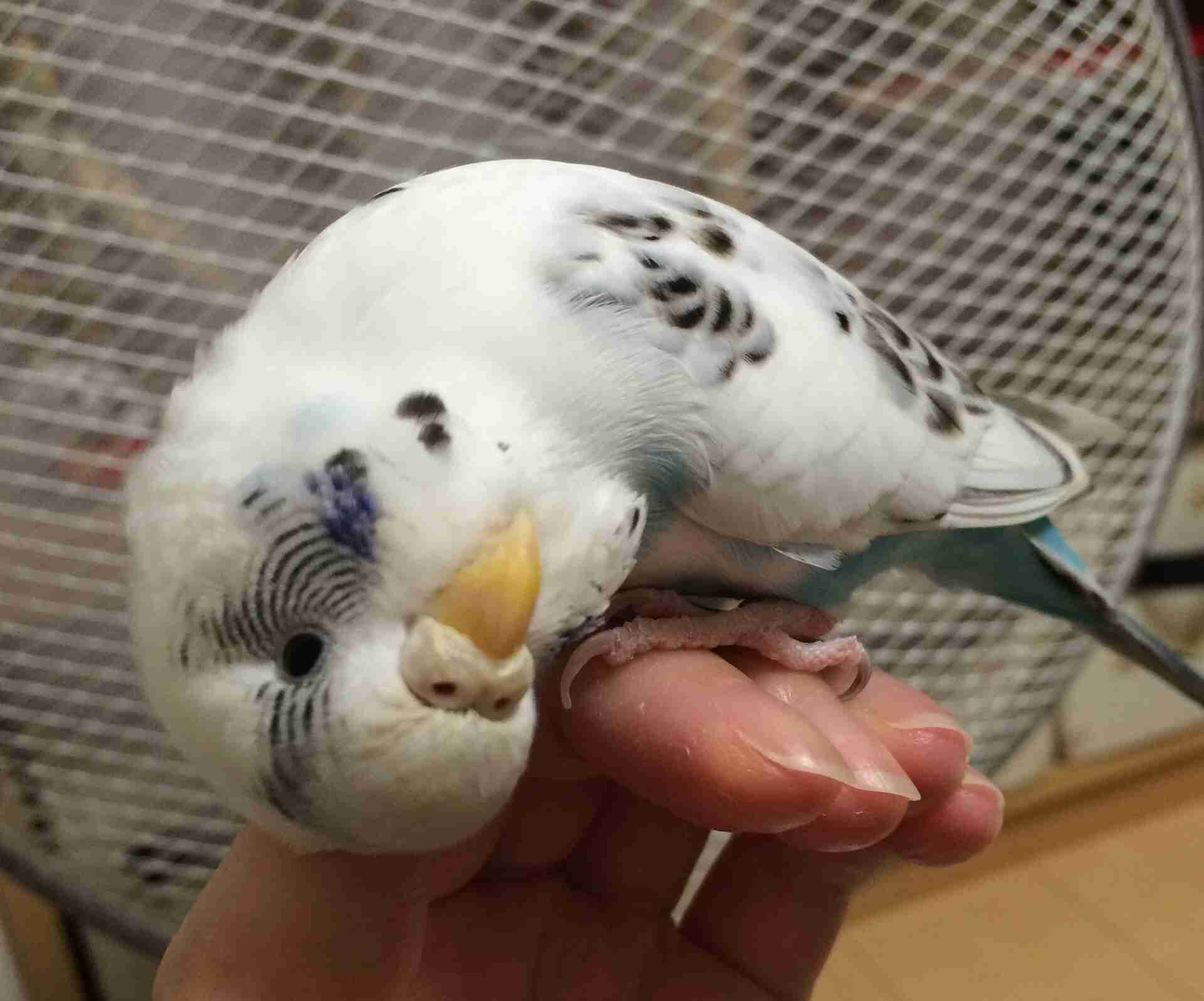 セキセイインコ飼ってる方！