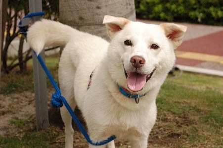 雑種犬の魅力