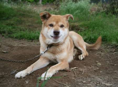 雑種犬の魅力
