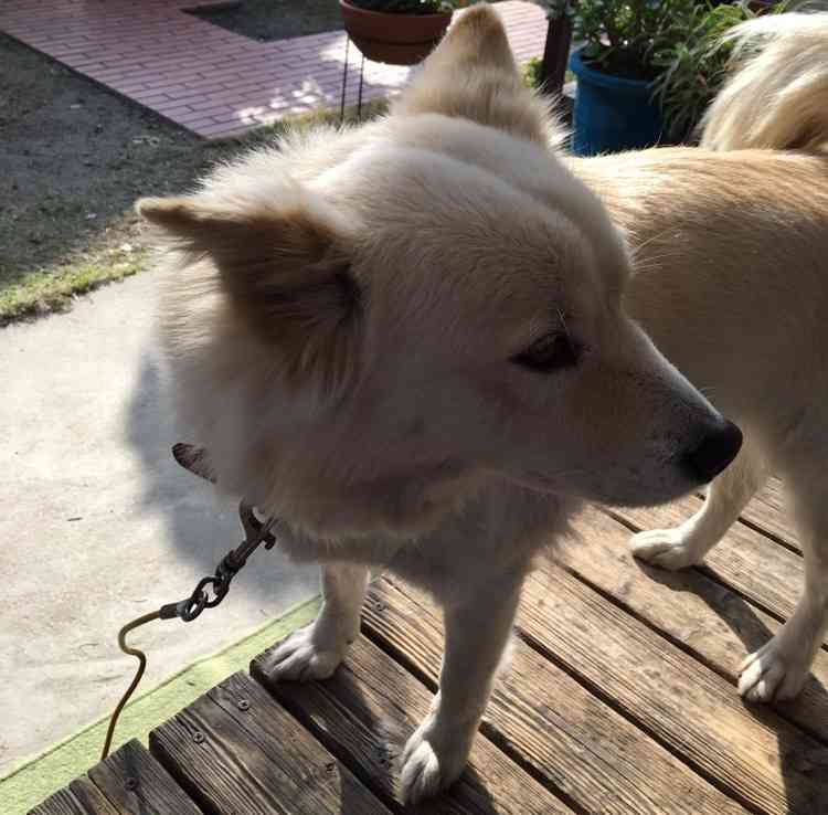 雑種犬の魅力