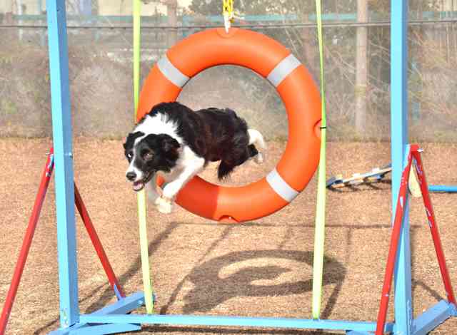 雑種犬の魅力