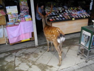 京都奈良の修学旅行 お土産