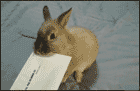 動物のGIF画像が集まるトピ