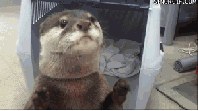 動物のGIF画像が集まるトピ