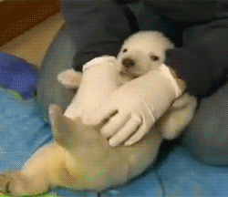 動物のGIF画像が集まるトピ