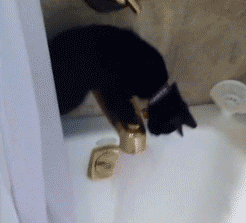 動物のGIF画像が集まるトピ