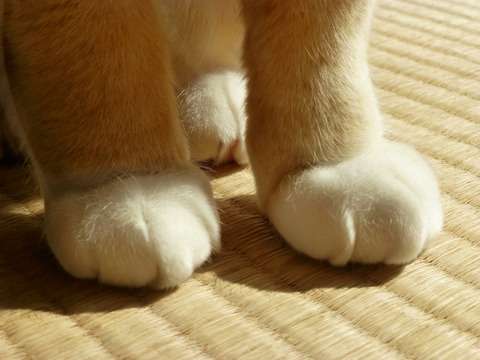顔の一部で誰か当てるトピ