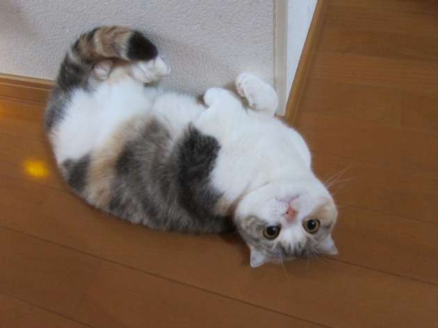 爽やかな早朝にデートしたくなるようなイケメンください