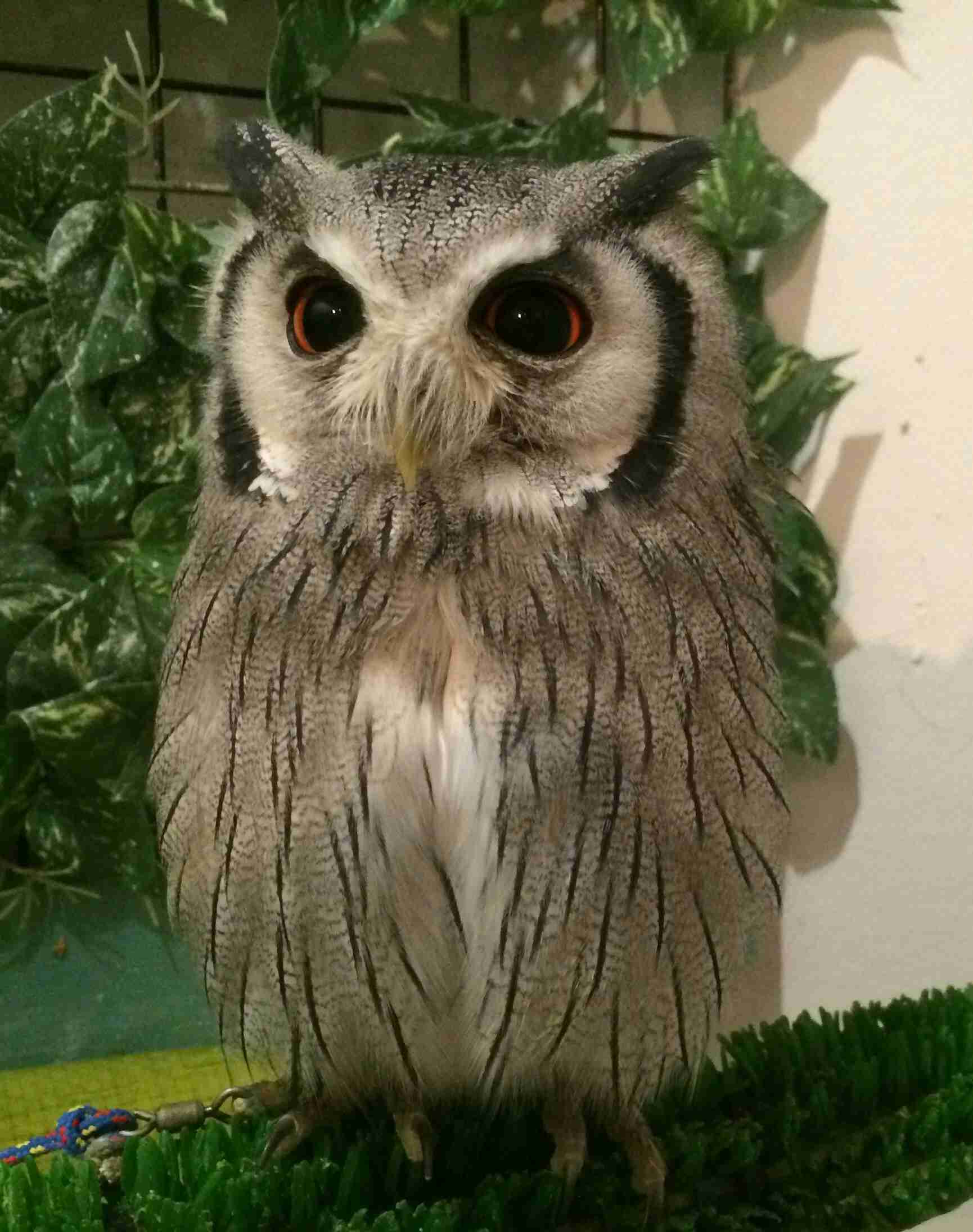 賢そうに見える動物の画像トピ