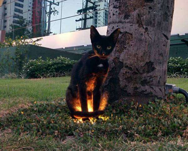 賢そうに見える動物の画像トピ