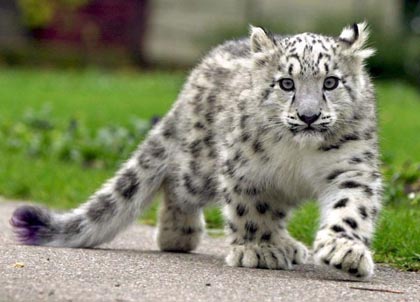 賢そうに見える動物の画像トピ