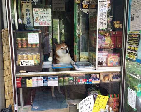 賢そうに見える動物の画像トピ