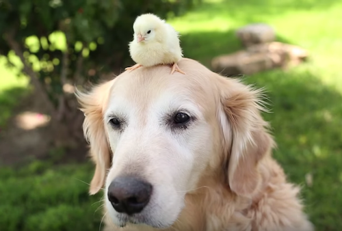 賢そうに見える動物の画像トピ