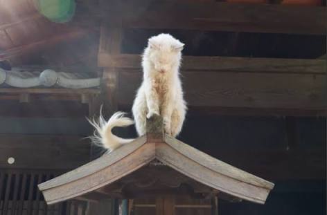賢そうに見える動物の画像トピ