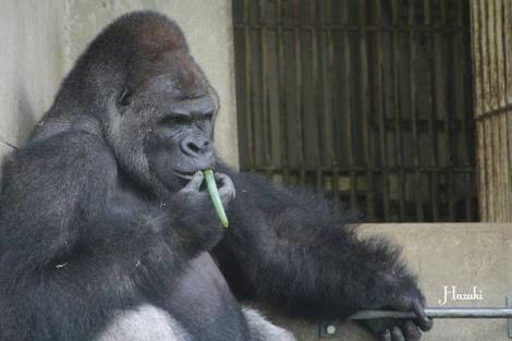 賢そうに見える動物の画像トピ
