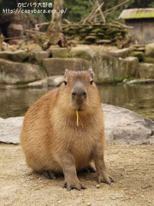 賢そうに見える動物の画像トピ