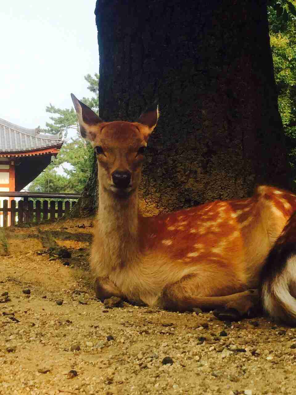 賢そうに見える動物の画像トピ