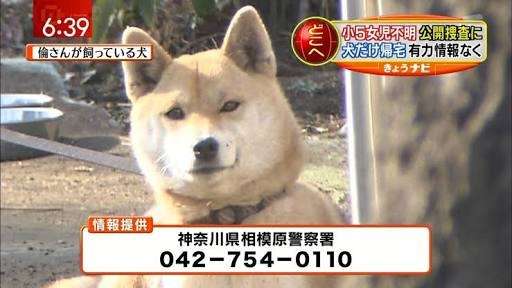 賢そうに見える動物の画像トピ