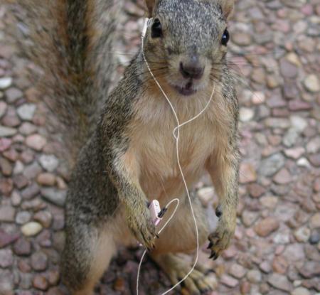 賢そうに見える動物の画像トピ