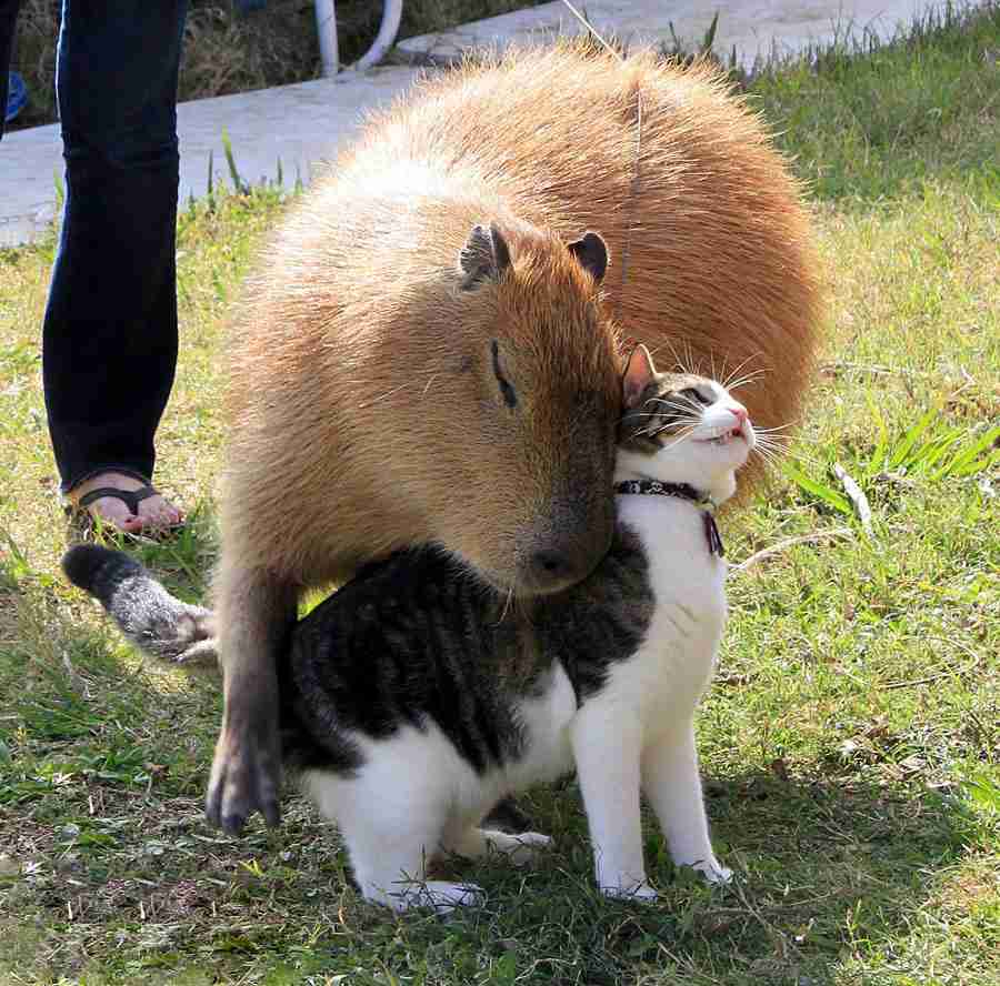 賢そうに見える動物の画像トピ