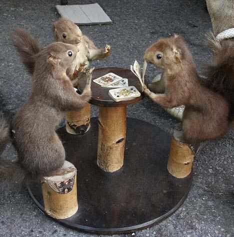 賢そうに見える動物の画像トピ
