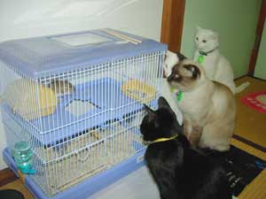 賢そうに見える動物の画像トピ
