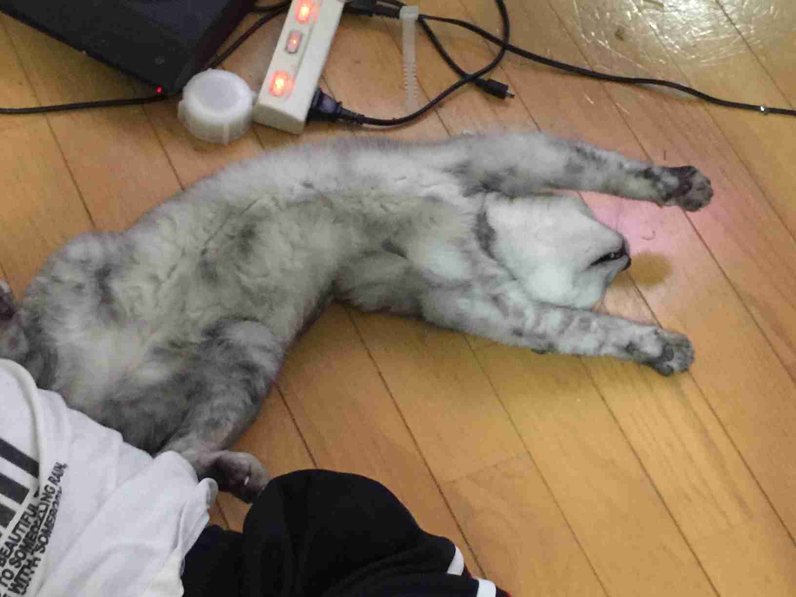 超リラックスしている【動物画像】トピ♪