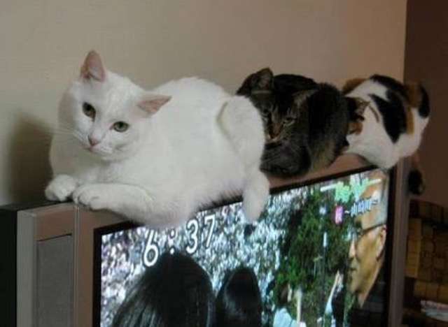 超リラックスしている【動物画像】トピ♪